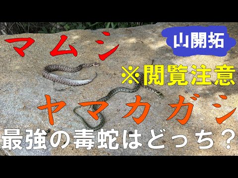 【山開拓】マムシを捕獲したらヤマカガシに逃げられた！【マムシVSヤマカガシ】