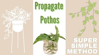 How to Propagate A Pothos Plant Using The Water Technique. Super Simple Method of Propagating Plants