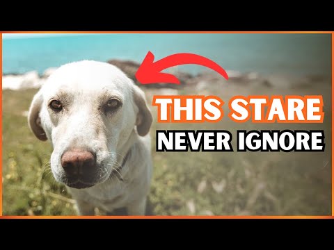 Why Dogs Stare At you? (Warning Sign)