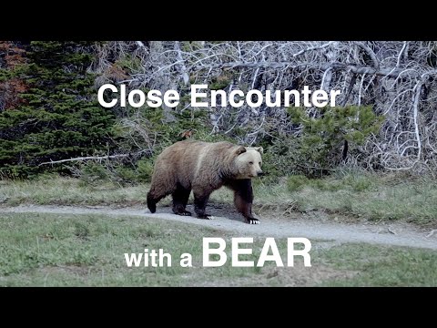 Bear Encounter at Glacier National Park Montana | RV Life