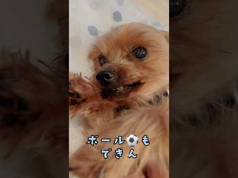 毎日雨☔️退屈だなぁ〜🐶💧🐶