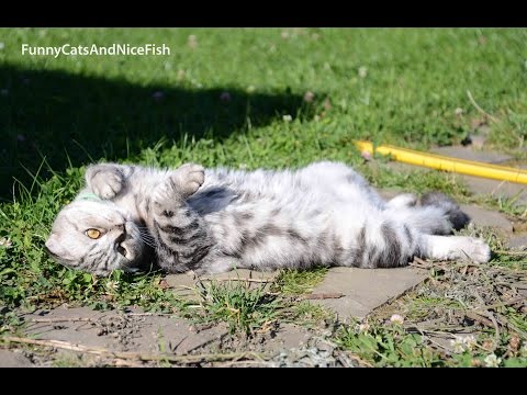 Cats,  birds and  hail