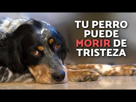 ¿Un PERRO puede MORIR por TRISTEZA? 🐶😔 ¿Cómo EVITARLO?