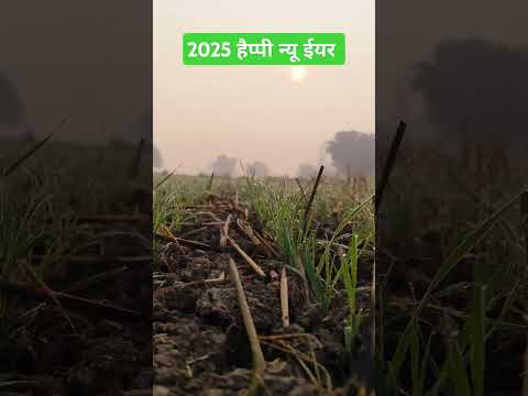 2025 happy न्यू ईयर #गेहूं की खेती #गेहूं में न्यू ईयर #2025#एग्रीकल्चर #वायरल #shorts वीडियो #