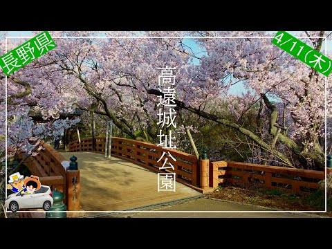 桜名所巡り4/11（木）高遠城址公園/六道堤の桜/杵原学校の枝垂れ、南信州の桜を巡ったらやっぱりすごかった。