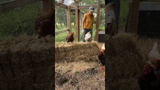 I do this instead… #raisingchickens #chickencoop #layinghens #chickencoops #homestead #chickens