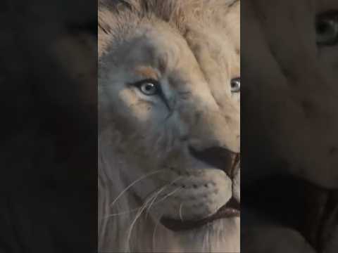 Mufasa: The Lion King Trailer Looks Amazing! #mufasa #lionking #shortsfeed #shorts