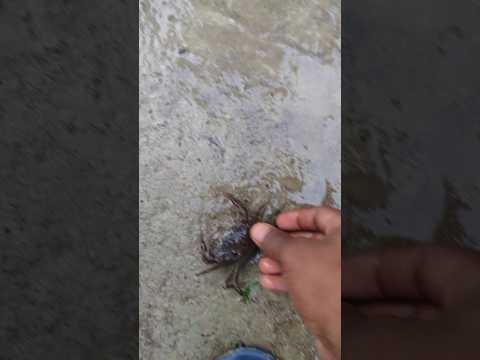 Small deshi  crabs 🦀🦀 || village fishing video #fishing #shorts