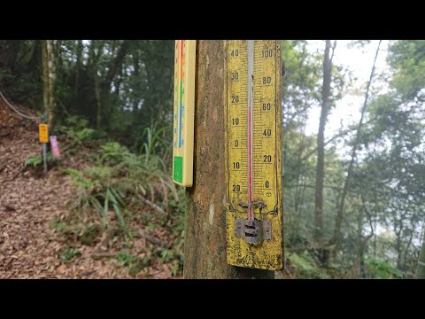 南鳳凰小百岳台寅山下的北嶺1.3K涼爽氣溫18℃→廣闊茶園朦朧美景→123賞鳥步道下山，遇見美麗藍腹鷳之特寫（4K）2024(113)年6月19日