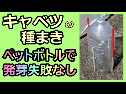 【キャベツの種まき ペットボトルで発芽失敗なし！】家庭菜園29年目 無農薬有機栽培 半自給自足