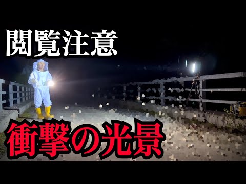 【緊急事態】森でライトトラップをしてたら過去一最悪な事態が発生してしまいました...