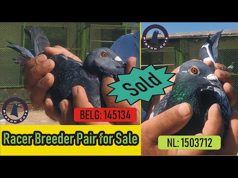 Racer Pigeon Pair For Sale | A Very Special and Exclusive Bloodline Pair For Sale | Pigeon Cote