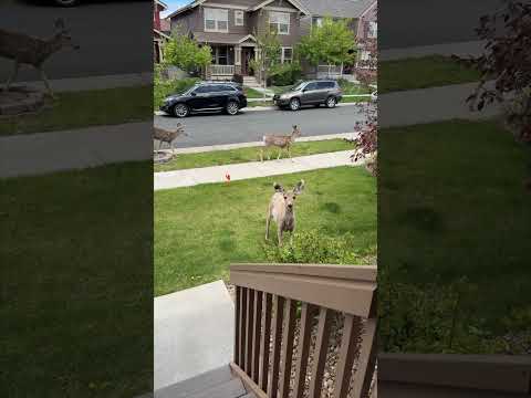 WILDlife in Parker, Colorado #wildlife #colorado #deer