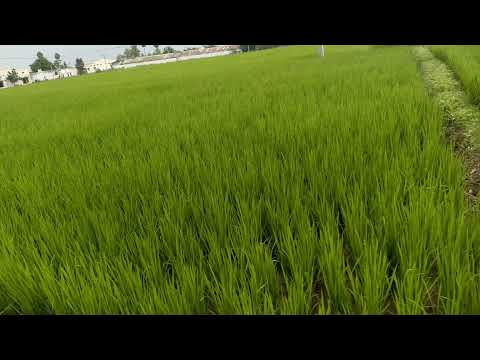 4K Rice field view. #ricefield #ricefarming