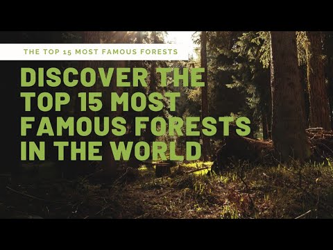 Exquisite Escapes | Discover the Top 15 Most Famous Forests in the World #forest #travelinspiration