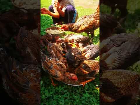 homemade chicken feed: Banana Tree, Rice Husk Powder, and Chicken Pellets | Sustainable Farming