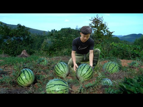 Harvesting watermelon on sandy soil to maket sell, Raising ducks - 3 year living in the forest