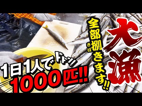 1人で一日1000匹捌く干物屋のカマスの捌き方 カマスを釣りに行く方必見です【小田原開き】