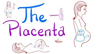 The Placenta - Structure and Function - Biology, Anatomy and Physiology