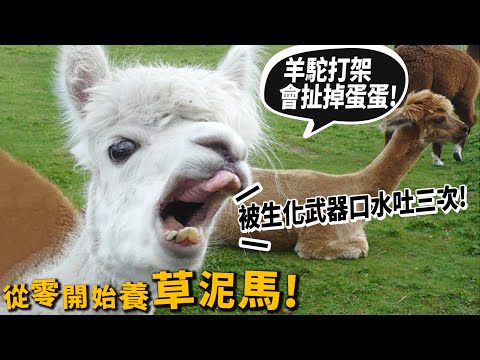 【從零開始養】羊駝!草泥馬!羊駝打架會扯掉蛋蛋!口水生化武器?許伯被羊駝噴口水兩次!【許伯簡芝】Alpaca