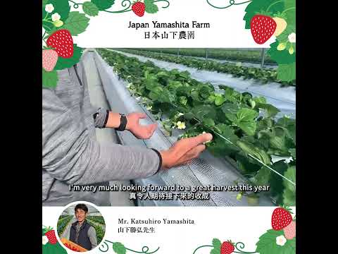 【「Direct from Farm」農園直送：粒粒新鮮香甜 |  “Direct From Farm”: Sweet & Juicy Fresh Strawberries 】－上集 EP1