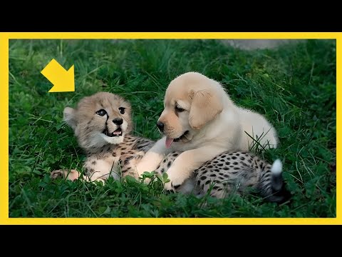 This dog and the cheetah met as children, two years later, they are still inseparable