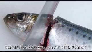 イワシのさばき方～三枚おろし～( How to cook sardines)