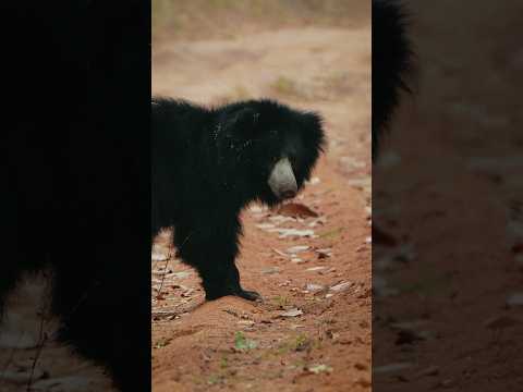 Sloth Bear | Satpura National Park #natgeowild #wildlifephotoghraphy #slothbear