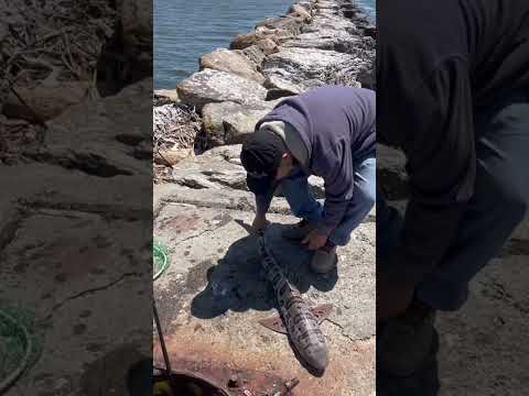 Monster Leopard Shark‼️#bayarea #california #shark #leopard #fishing #bankfishing #fish #bait