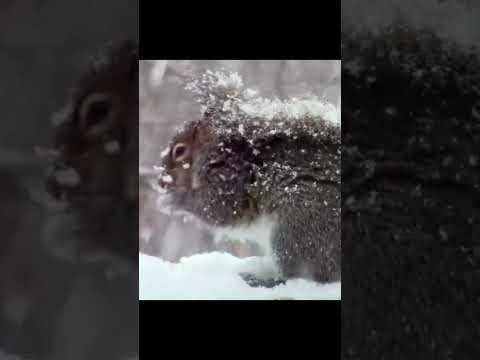 #animals #snow#squirrel #nature#eating