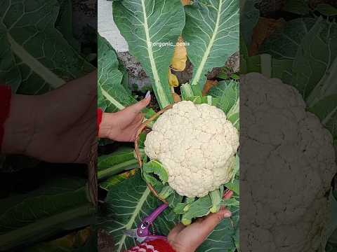 harvesting big 3kg cauliflower from my garden #gardening #shorts