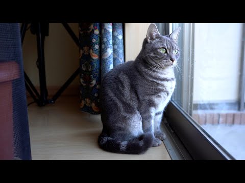 猫に飼い慣らされた人間は飼い主を膝に乗せ続ける