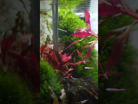 Alien Betta Tank Maintenance Session!