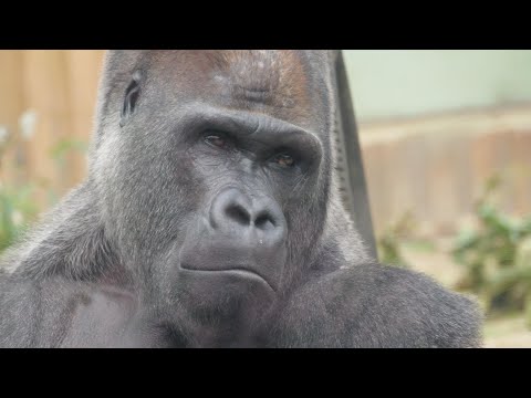 Momotaro　＆　Gentaro with a scar　Kyoto City Zoo Gorilla 202411