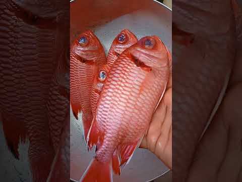 Fresh soldier fish buying, #shorts, #fish shorts, #ஷார்ட்ஸ், # shorts,