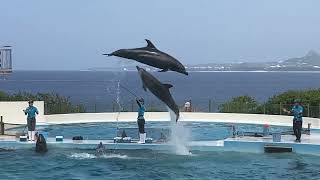 沖縄・美ら海水族館　おきちゃん劇場のイルカショー