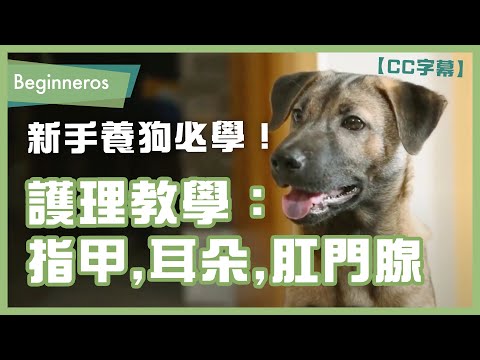 【寵物教學】新手養狗必學！指甲、耳朵、肛門腺護理需知與教學｜Beginneros