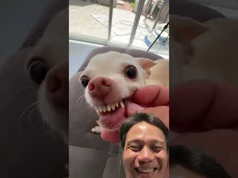 The Funniest Dog Reaction After Being Teased! 🐕🤣