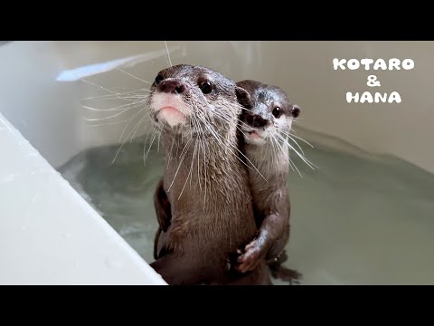 Sigma Otter Turns Down Girl Otter in Heat