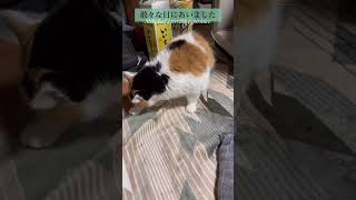 【三毛猫】油断したミケ