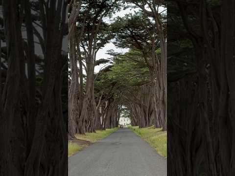 Mesmerizing Cypress Tree Tunnel in Point Reyes National Seashore, California!