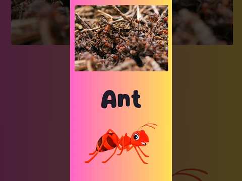 Spell ant #3letterwords #cvcwords #educationalvideo#jolly_phonics  #brightkidsworld