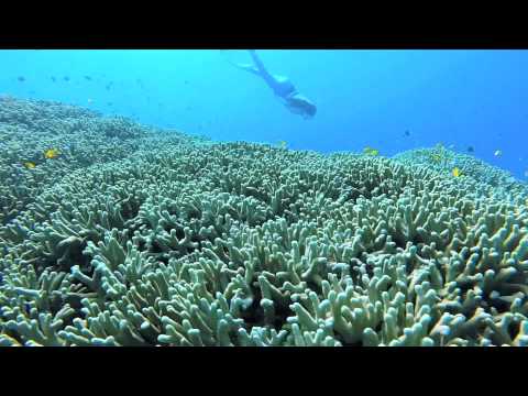 11月の沖縄、慶良間諸島で素潜り！ Recreational Freediving in Japan