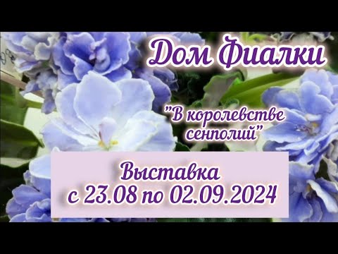 Выставка фиалок в Доме Фиалки с 23.08 по 02.09.24г. #выставкафиалок #домфиалки #цветущиефиалки