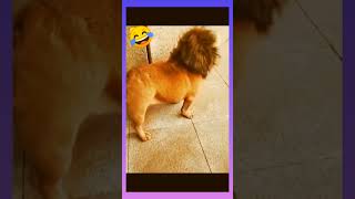 new comedy short status #funny #dog #lion #youtubeshorts #youtubeike plese