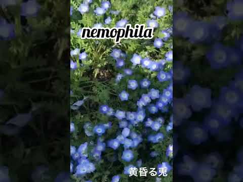 nemophila