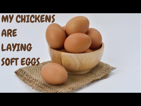 My Chickens Are Laying Soft Eggs  | How to Solve the Problem