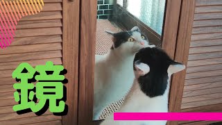 【Cats Vlog】鏡に映った自分に驚く猫の反応(笑) #Vlog #猫動画 #可愛い猫 #保護猫