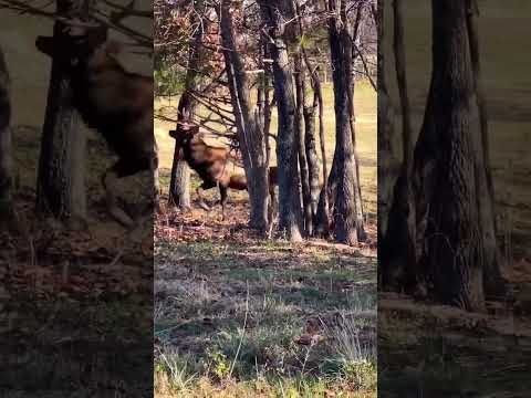 Whitetail Buck vs. Bull Elk.