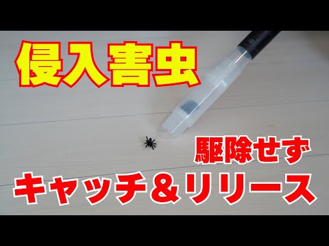 触らずに虫をキャッチ＆リリース！掃除機の先端に取り付けるだけの簡単セット！むしキャッチリー！！